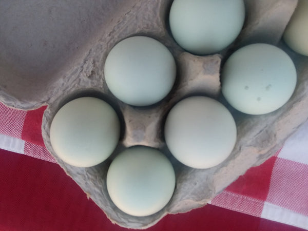 One Dozen Green & Blue Eggs