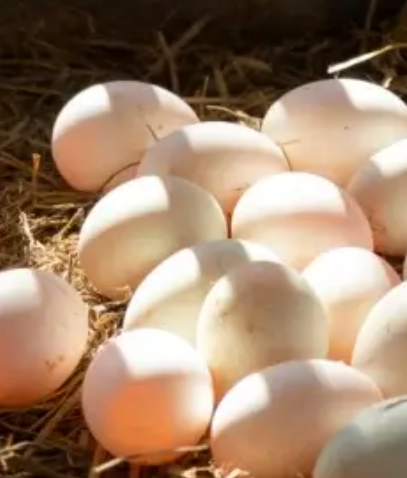 Organic Duck Eggs