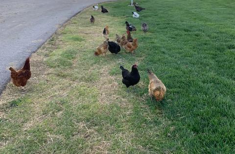 One Dozen Farm Fresh Eggs